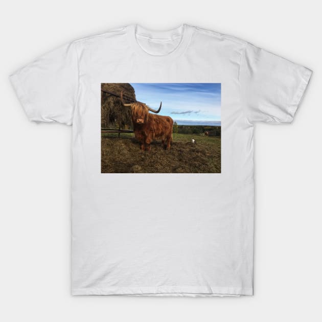 Scottish Highland Cattle Cow and Cat 2130 T-Shirt by SaarelaHighland